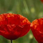 Klatsch-Mohn