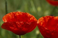 Klatsch-Mohn