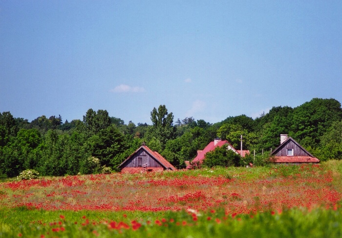 Klatsch Mohn II