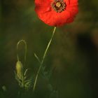 Klatsch-Mohn (Papaver rhoeas)