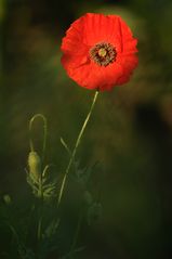 Klatsch-Mohn (Papaver rhoeas)