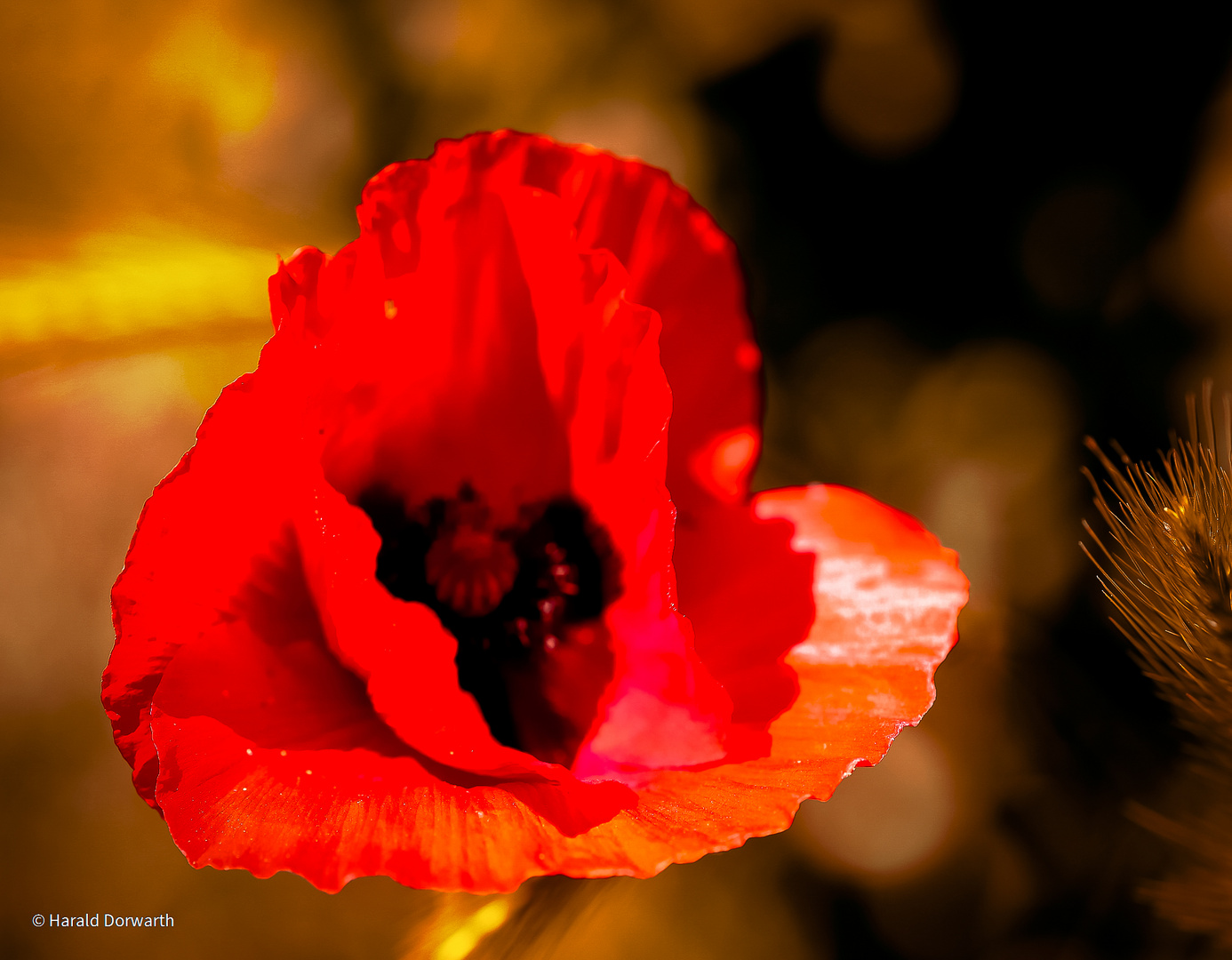 Klatsch-Mohn (Papaver rhoeas)