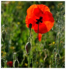 - Klatsch Mohn - ( Papaver rhoeas )