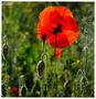 - Klatsch Mohn - ( Papaver rhoeas ) von Wolfgang Zerbst - Naturfoto