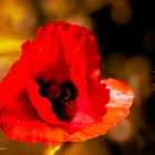 Klatsch-Mohn (Papaver rhoeas)