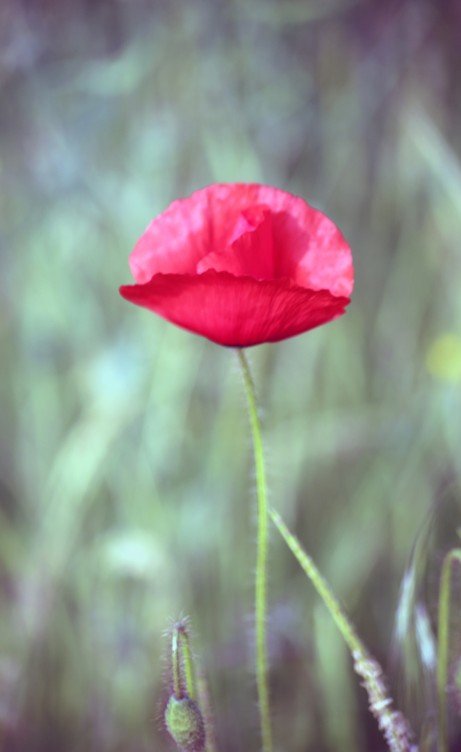 Klatsch-Mohn (Papaver rhoeas)