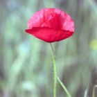 Klatsch-Mohn (Papaver rhoeas)