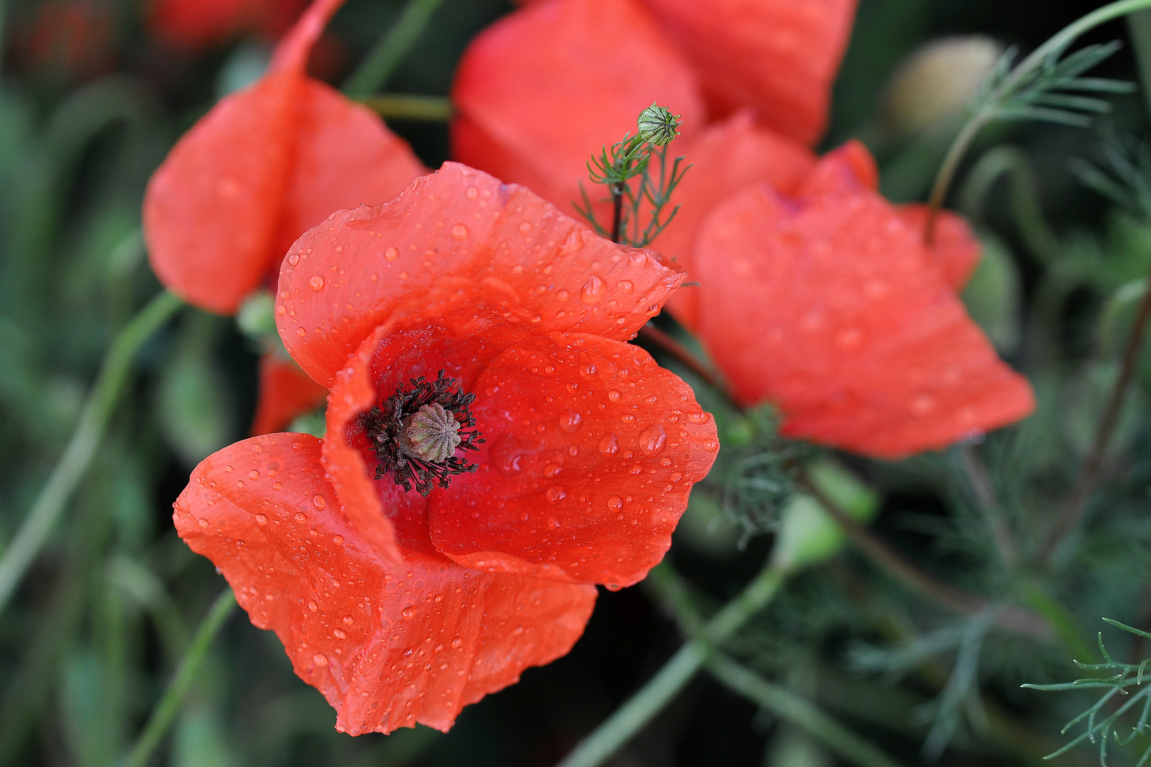 Klatsch-Mohn (Papaver rhoeas)