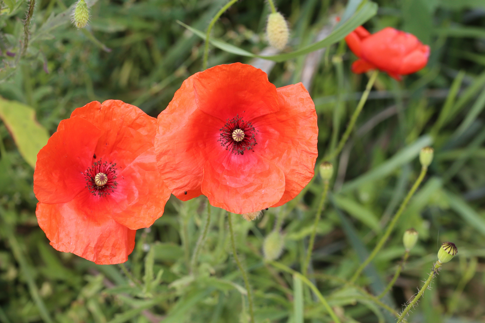 Klatsch-Mohn (Papaver rhoeas)