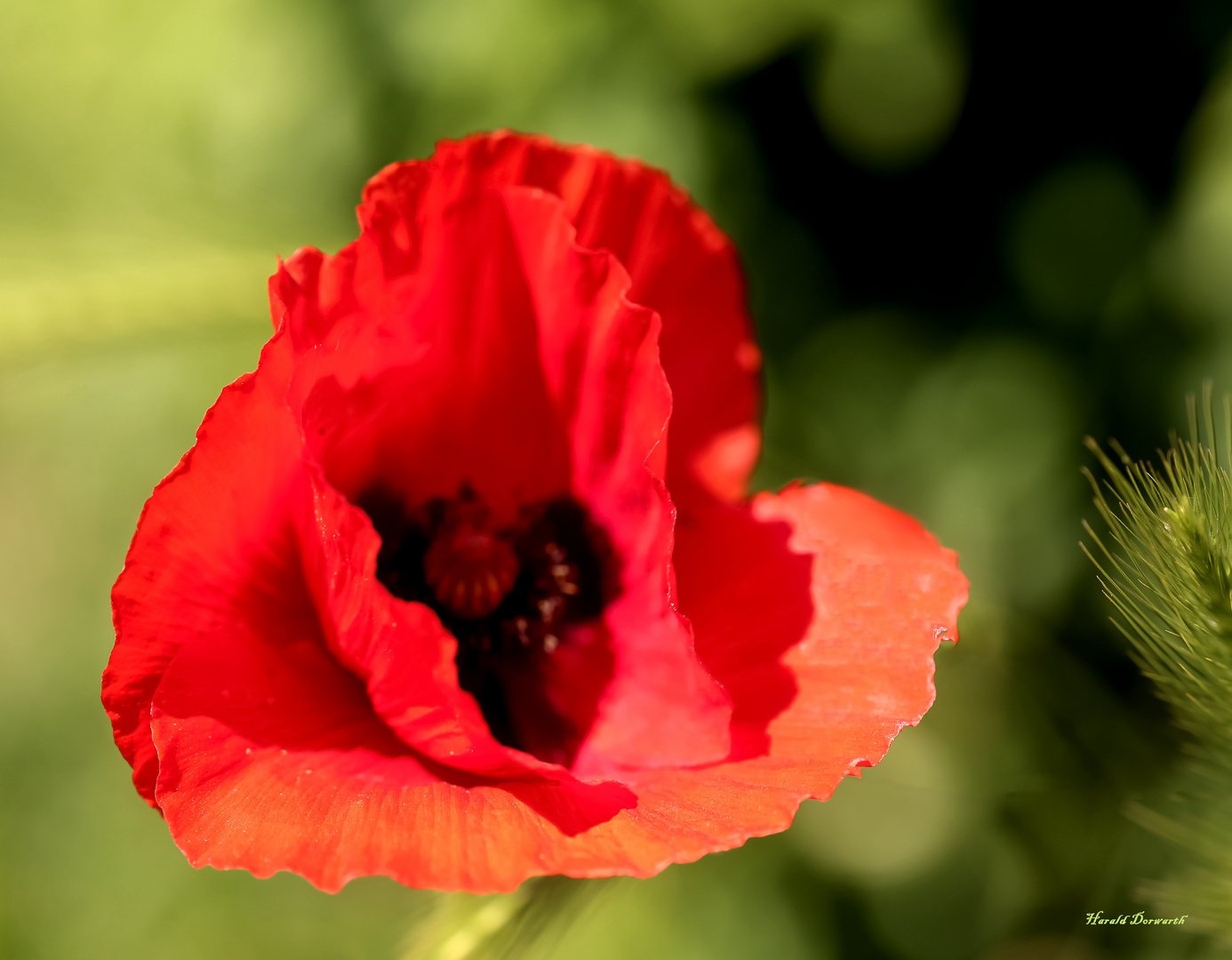 Klatsch-Mohn (Papaver rhoeas)