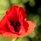 Klatsch-Mohn (Papaver rhoeas)