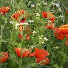 Klatsch-Mohn und Kamille