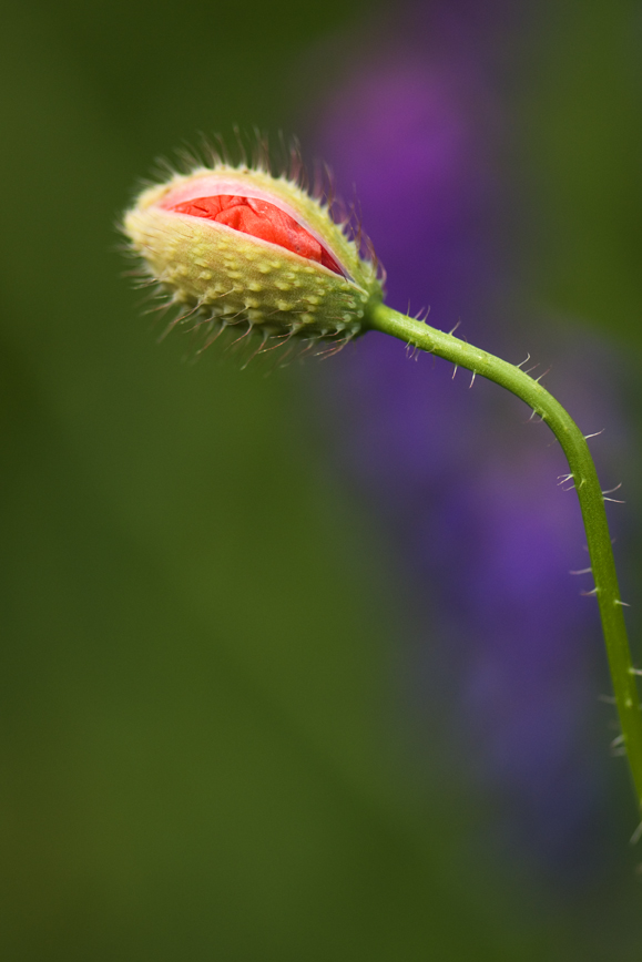 Klatsch-Mohn verschlossen