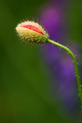 Klatsch-Mohn verschlossen