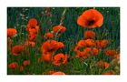 Klatsch-Mohn