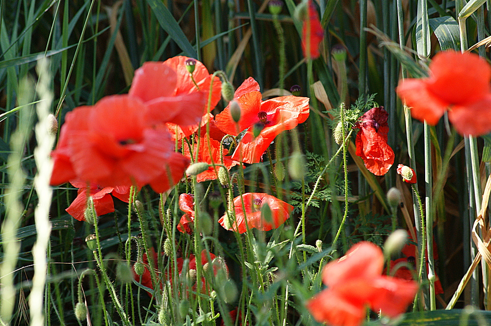 " Klatsch-Mohn1 "