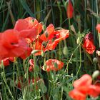 " Klatsch-Mohn1 "