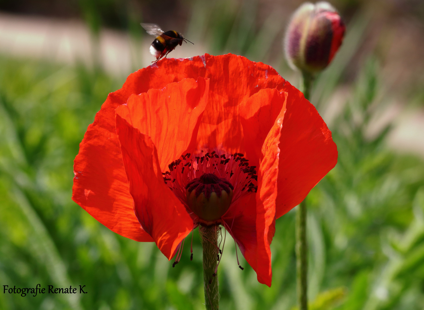 Klatsch-Mohnblüte im Gegenlicht - Papaver rhoeas