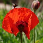 Klatsch-Mohnblüte im Gegenlicht - Papaver rhoeas