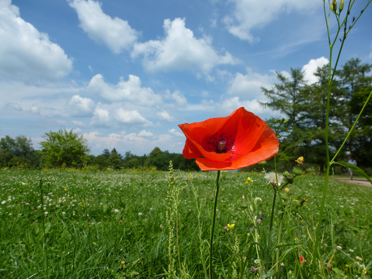 Klatsch Mohnblume