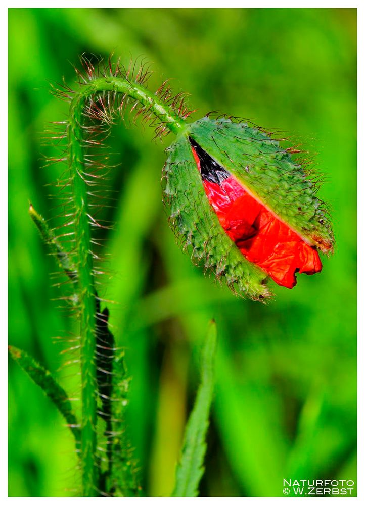 - Klatsch-Mohnkospe - ( Papaver rhoeas )