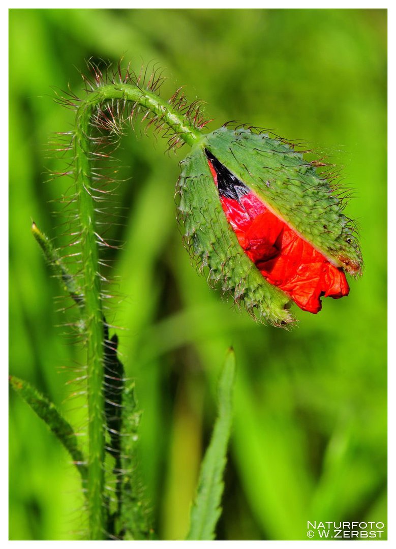 - Klatsch-Mohnkospe - ( Papaver rhoeas )