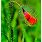 - Klatsch-Mohnkospe - ( Papaver rhoeas )