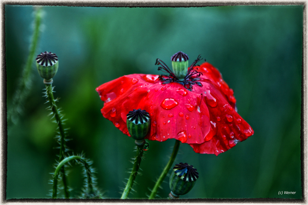  Klatsch (Nass) Mohn