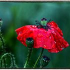  Klatsch (Nass) Mohn