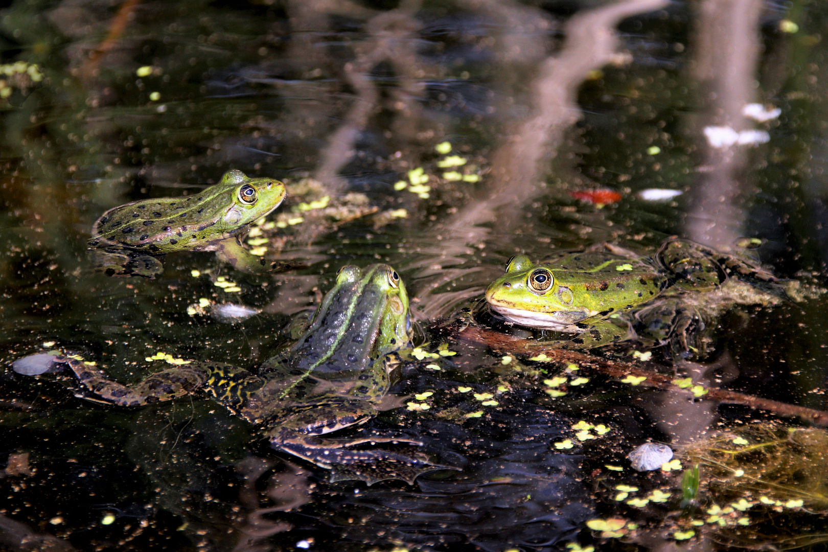 klatsch und tratsch im froschteich