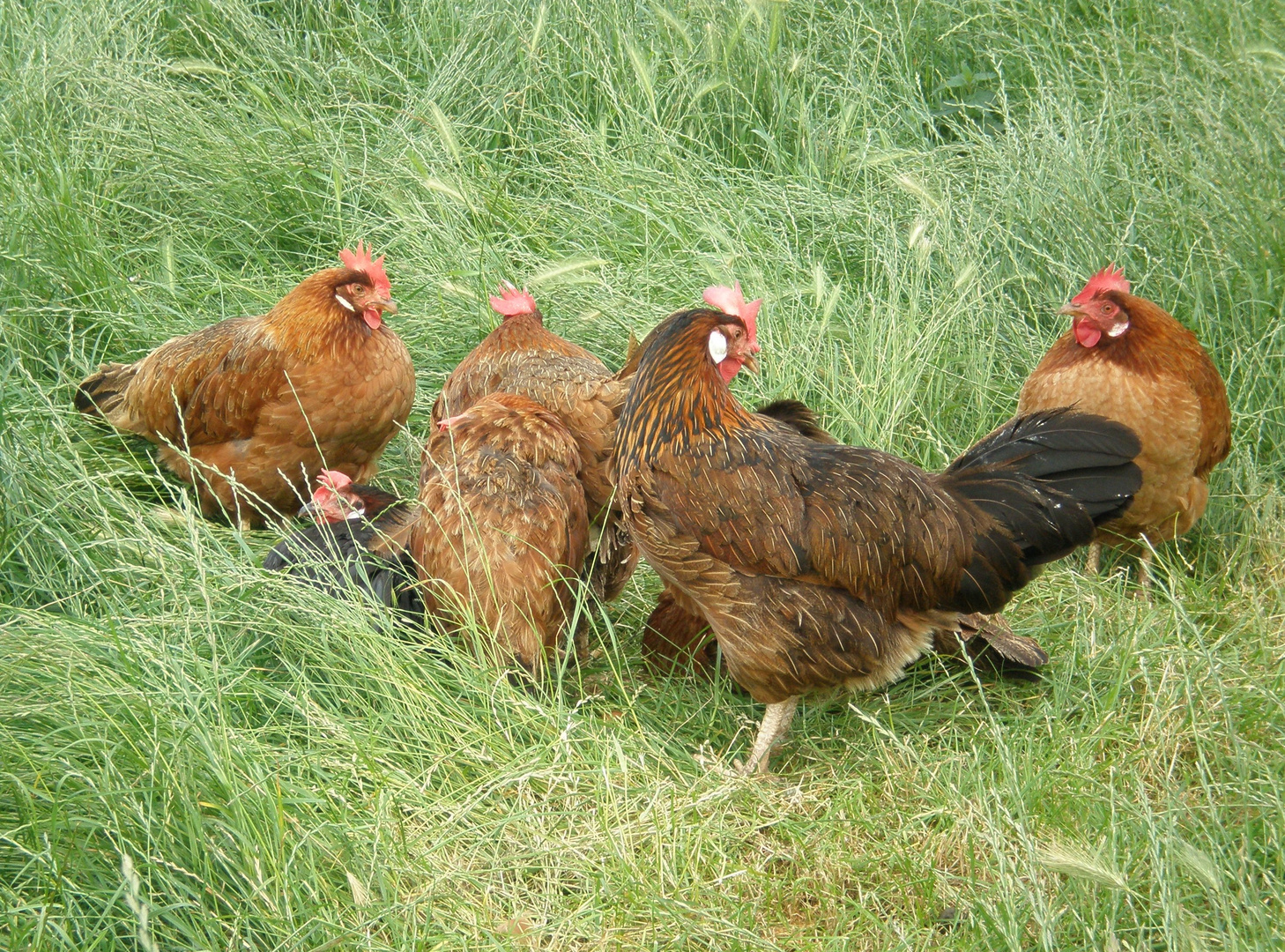 Klatsch und Tratsch im Hühnerhof