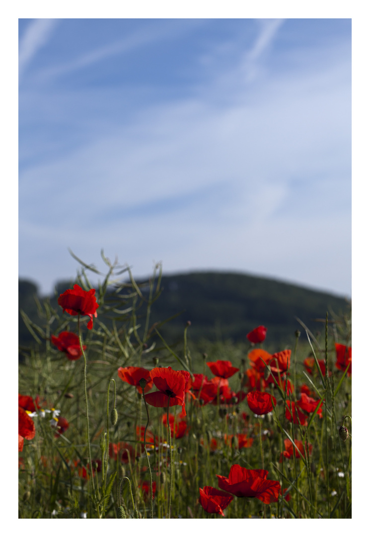 KLATSCH (und Tratsch) MOHN