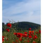 KLATSCH (und Tratsch) MOHN