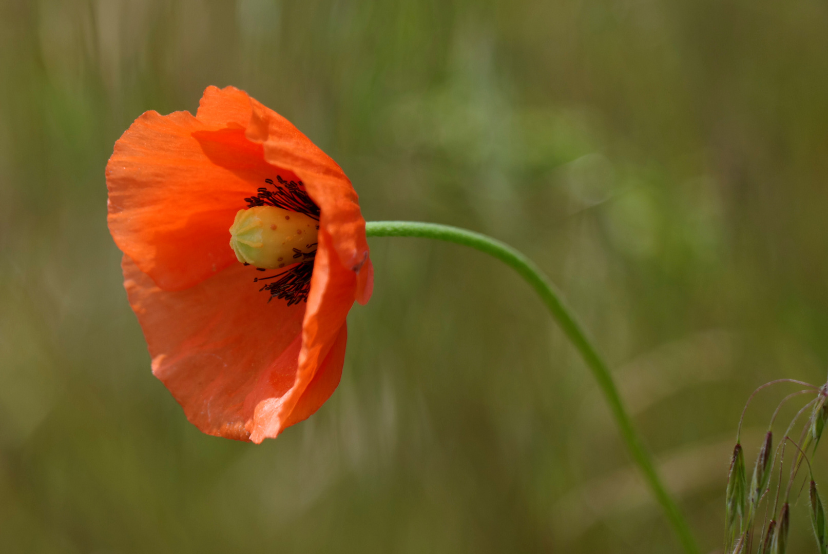 Klatschender Mohn