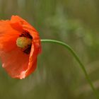 Klatschender Mohn