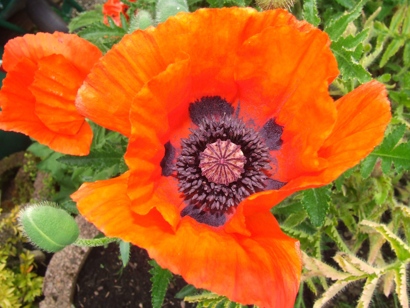 klatschender mohn