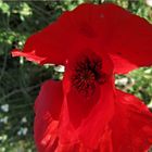 klatschender Mohn