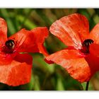 Klatschklatsch Mohn