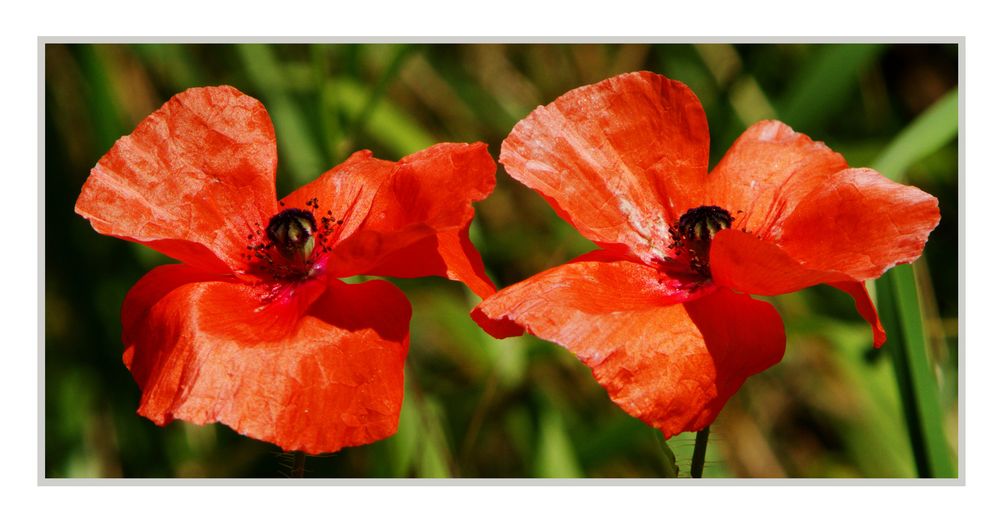 Klatschklatsch Mohn