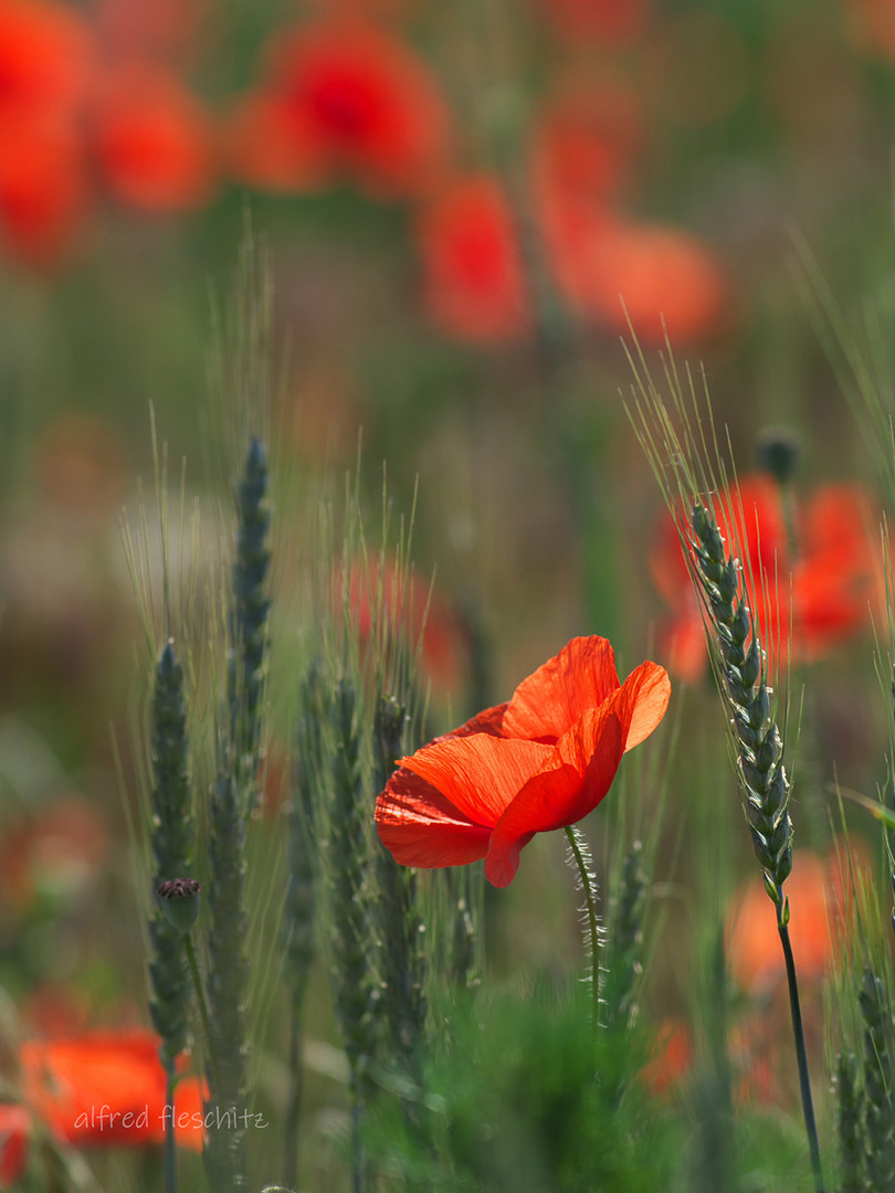 Klatschmohn 001 2021