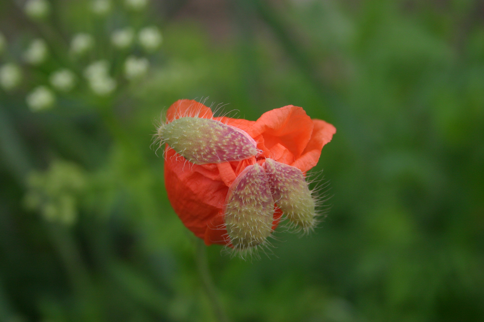 Klatschmohn