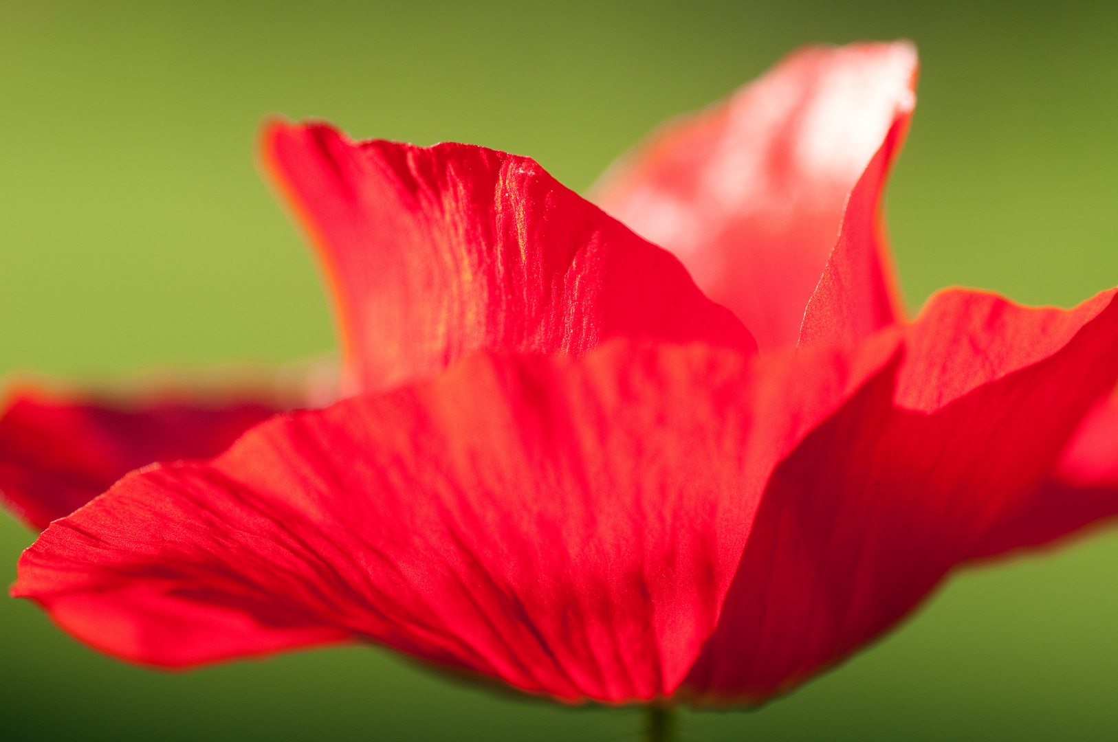 Klatschmohn