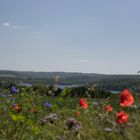 Klatschmohn