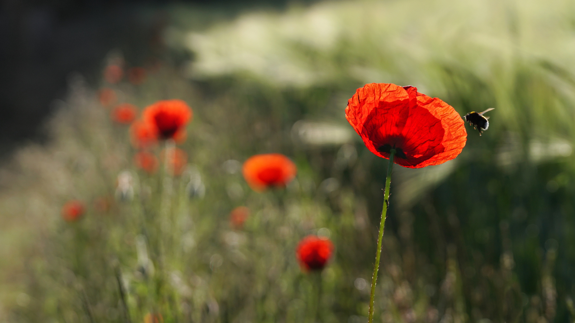 Klatschmohn 01