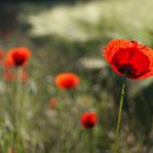 Klatschmohn 01