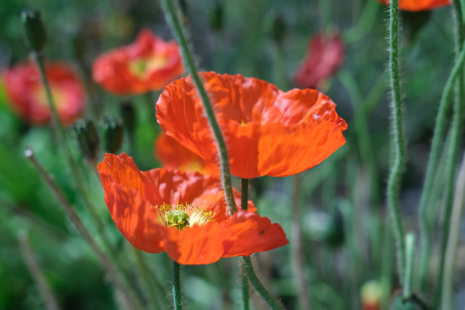 Klatschmohn