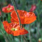 Klatschmohn