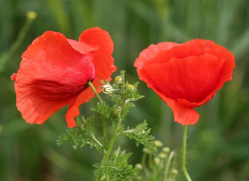 KlatschMohn