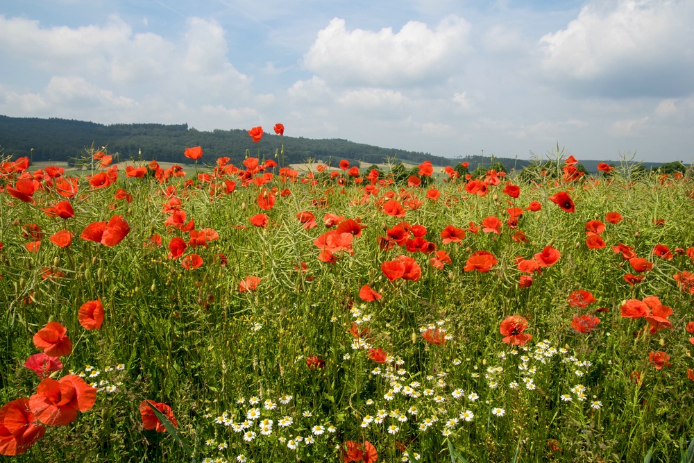 Klatschmohn 02