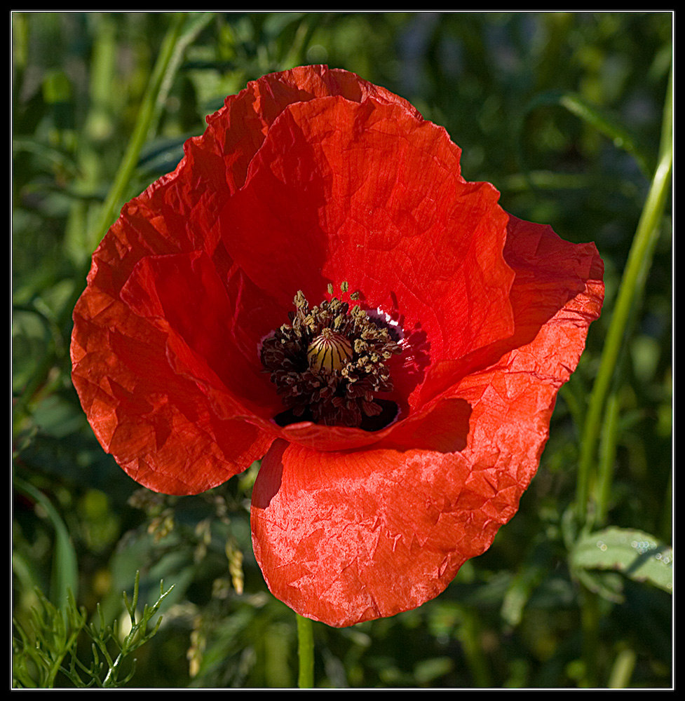 Klatschmohn